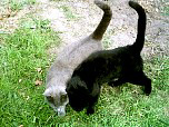cats0047.jpg