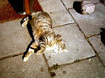 cats0053.JPG