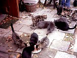 cats0062.jpg